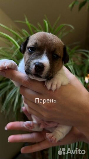 Щенки джек Рассел терьер гладкошерстный