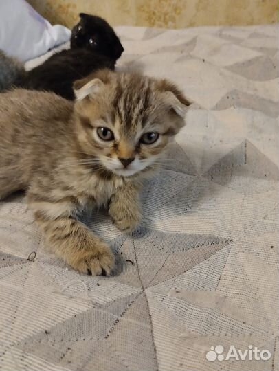 Котята в добрые руки приучены к лотку