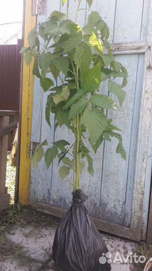 Малина Патриция