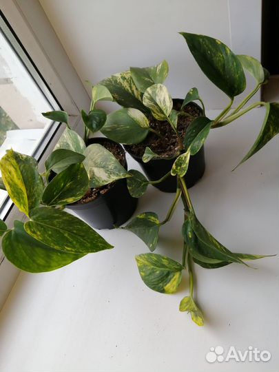 Сциндапсусы