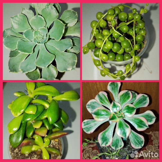 Суккуленты