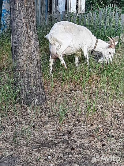 Коза дойная