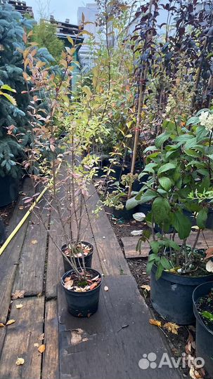 Бирючина h 80