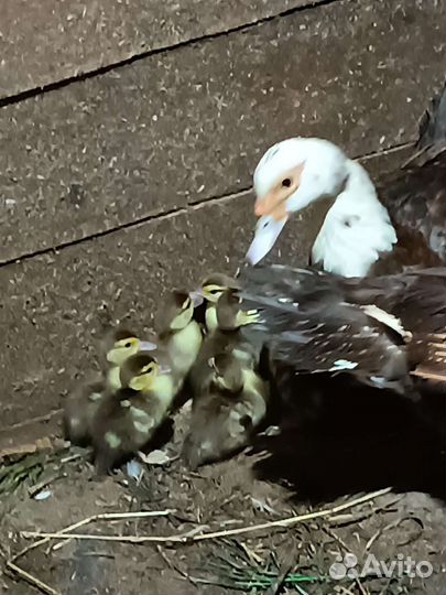 Утята мускусной утки (индоутки)