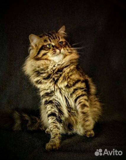 Вязка кота. Сибирский кот-чемпион ищет невесту