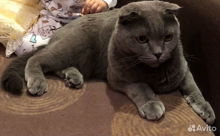 Отдам котика