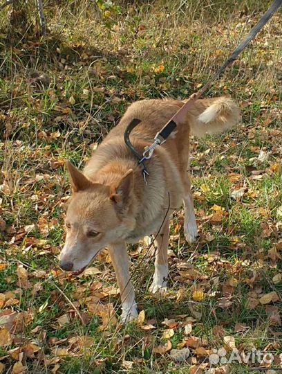 Солнышко приюта