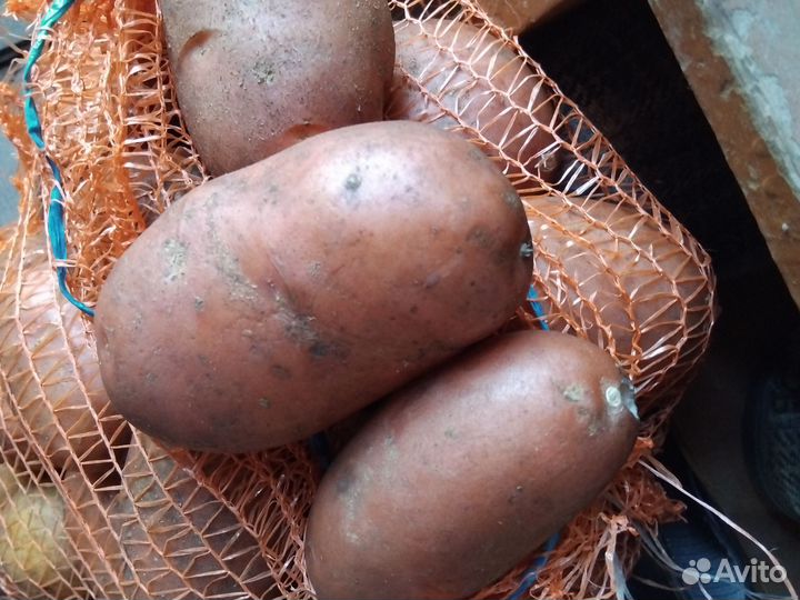 Картофель на еду