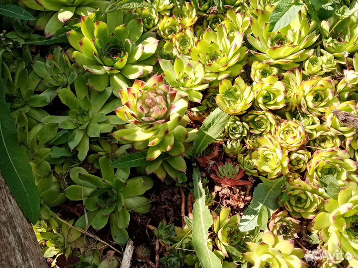 Садовый цветок молодило