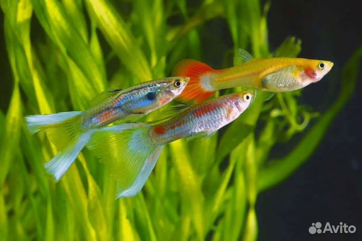 Рыбки гуппи