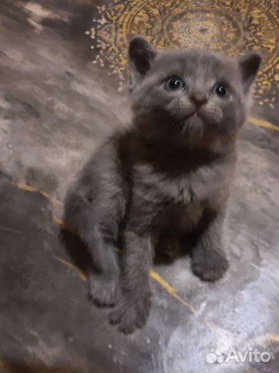 Британские котята