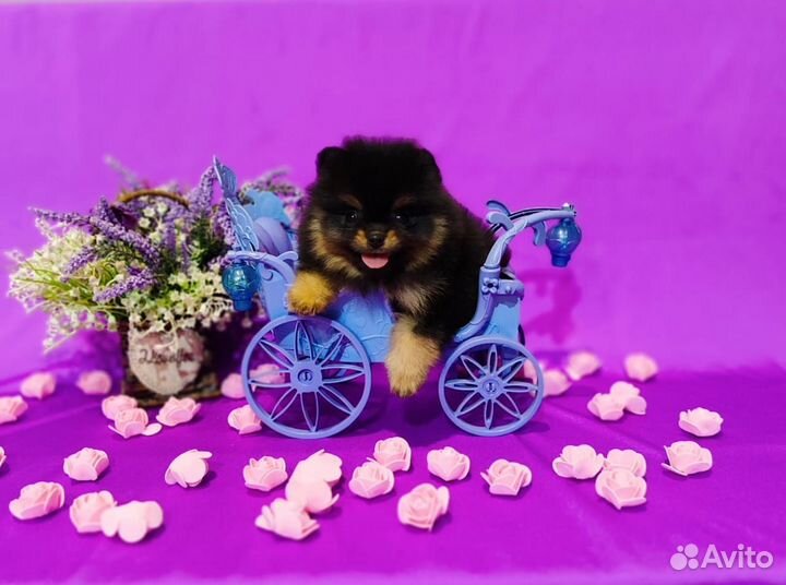 Милый красавчик шпиц чёрно подпал