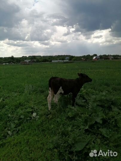 Телочка 2 месяца