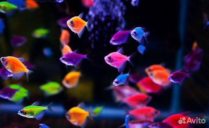 Аквариумные рыбки. Аквариумы
