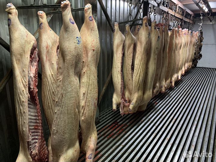 Мясо свинина полутуши