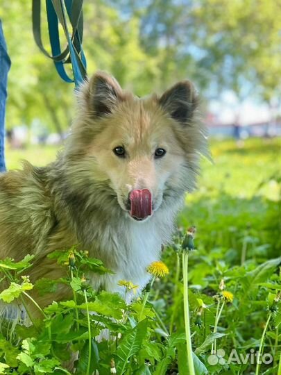 Собака Гамбит хочет доверять людям