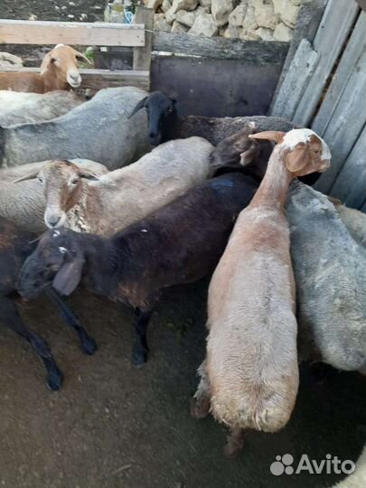 Курдючные бараны овцы