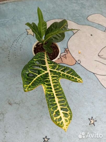 Кодиеум кротон