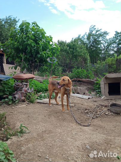 Собака гончая