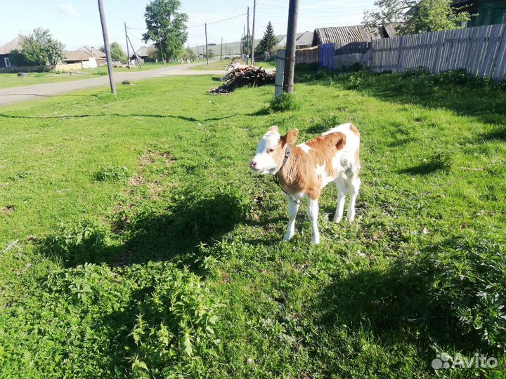 Телочьку 2 м