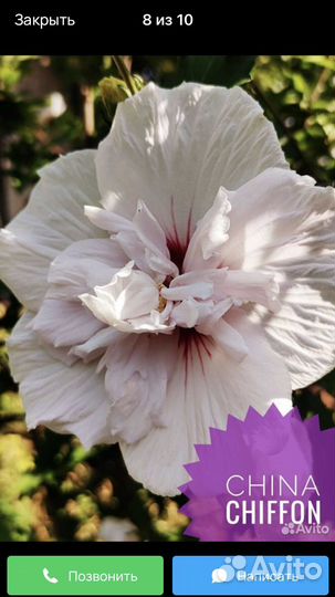 Сортовые гибискусы