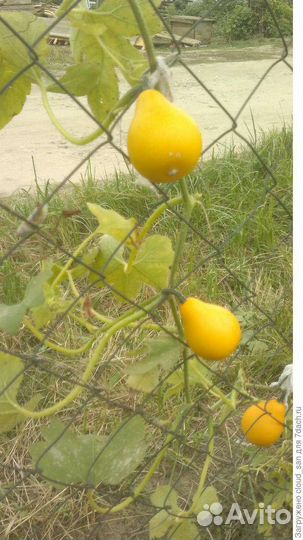 Декоративная тыква- груша вьюн