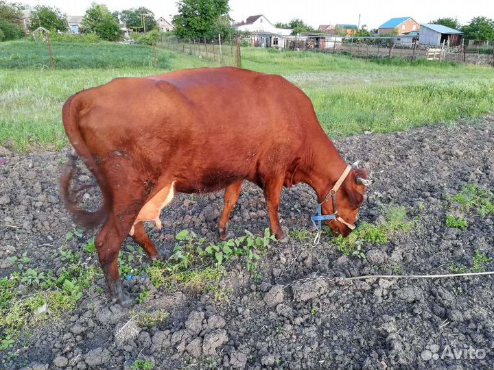 Корова дойная