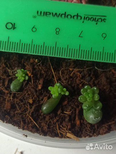 Седум rubrotinctum redberry (суккуленты)