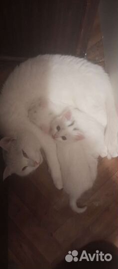 Котята в дар