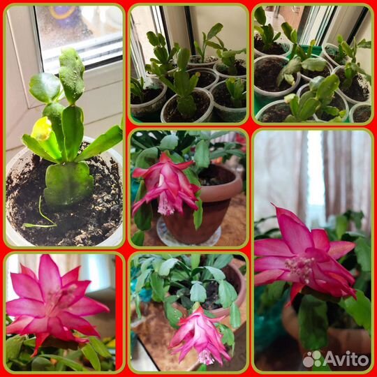 Декабрист шлюмбергера