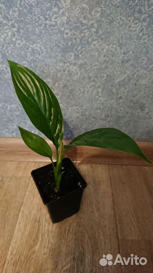 Спатифиллум