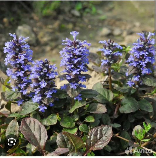 Живучка ползучая