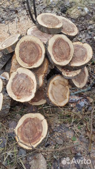 Спилы деревьев