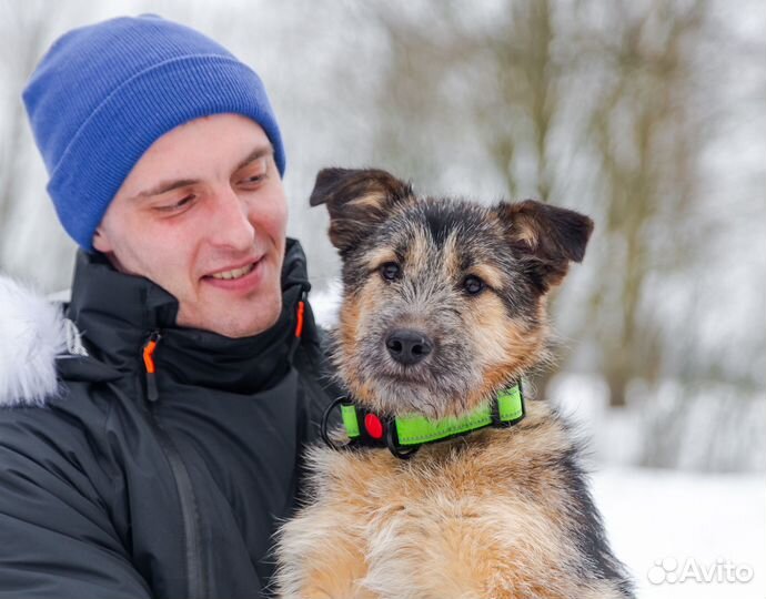 Щенок в добрые руки бесплатно