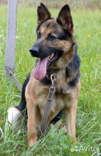 Метис овчарки Ляля в добрые руки