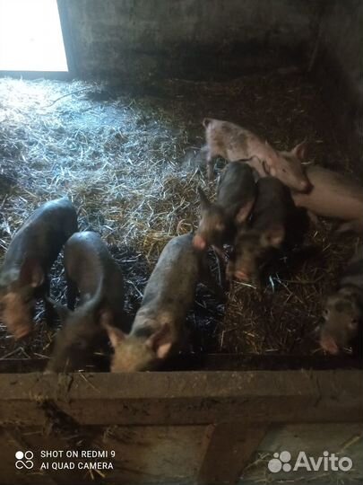 Поросята макстер