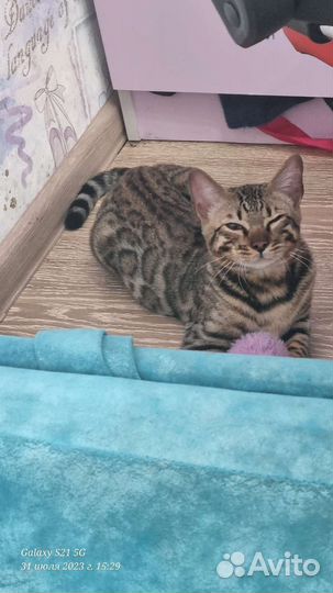 Бенгальский кот