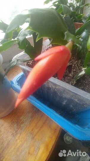 Декабрист шлюмбергера усечённая