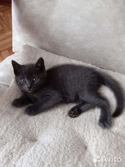 Домашние котята 1,5 месяца