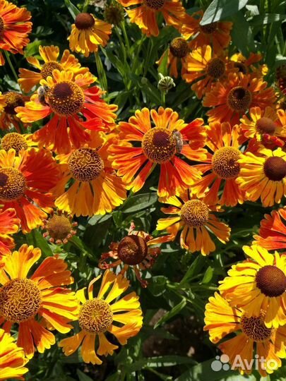 Гелениум, астра многолетняя, зверобой садовый