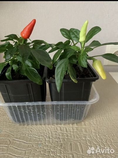 Перец многолетний комнатный острый