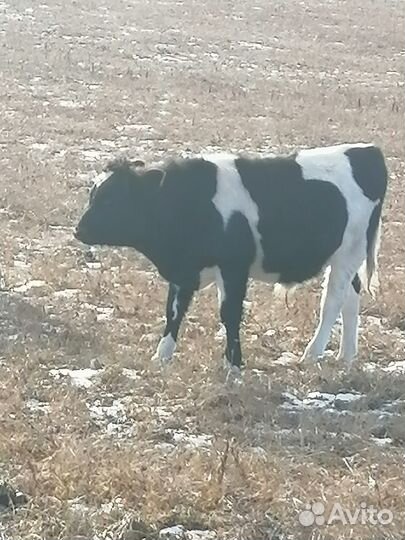 Молодняк крс на доращивание