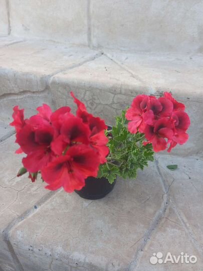 Пеларгония герань