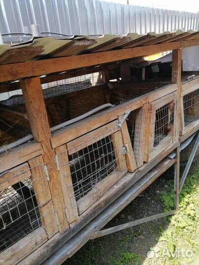 Клетки для кроликов бу