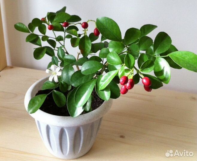 Саженцы комнатной мурайи