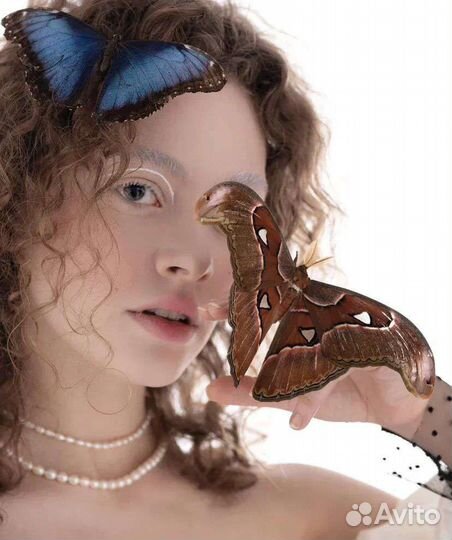 Живые тропические бабочки куколки