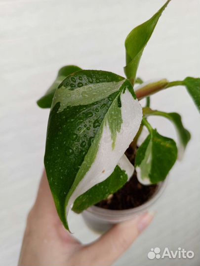 Филодендроны сортовые