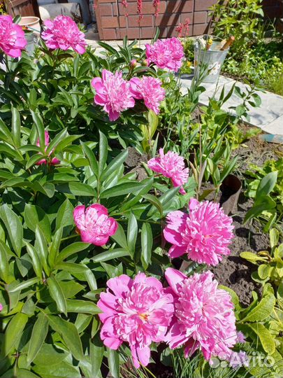 Садовые цветы