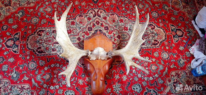 Рога лося