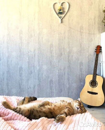 Вязка Шотландский вислоухий кот